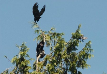 Атакован воронами (5 фото)
