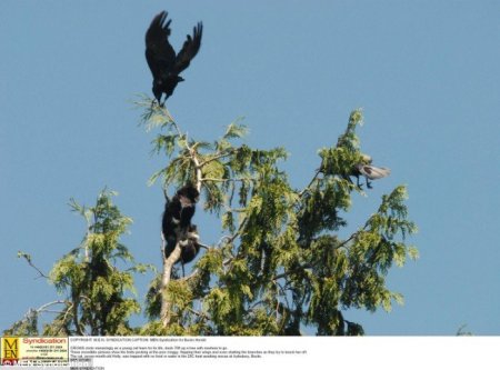 Атакован воронами (5 фото)