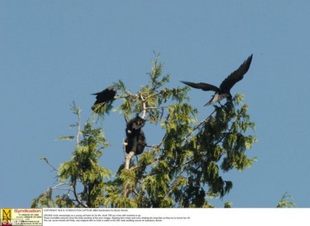 Атакован воронами (5 фото)
