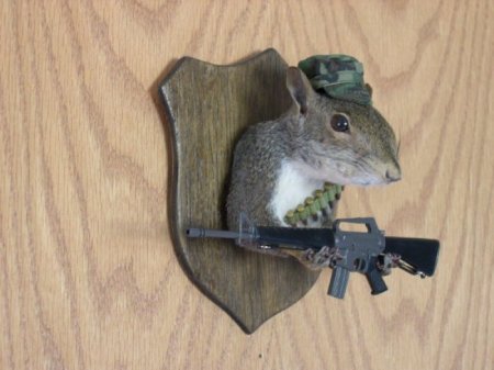 Белочки (16 фото)