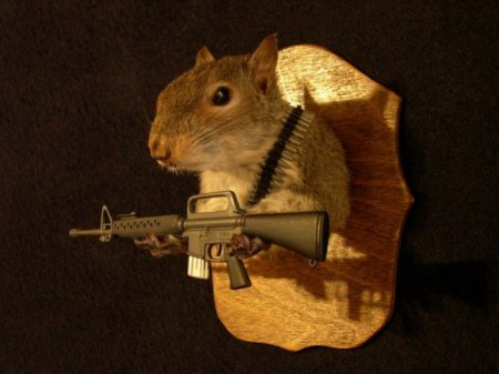 Белочки (16 фото)