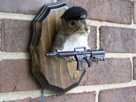 Белочки (16 фото)