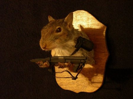 Белочки (16 фото)