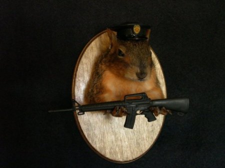 Белочки (16 фото)