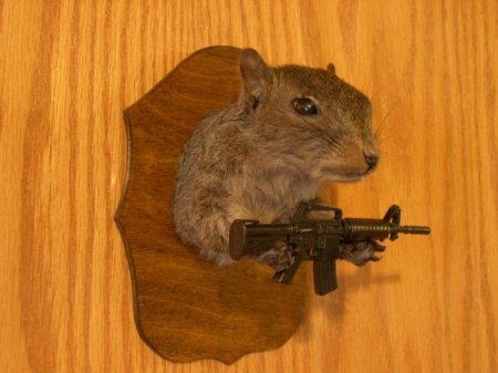 Белочки (16 фото)