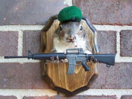 Белочки (16 фото)