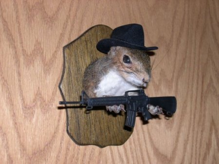 Белочки (16 фото)