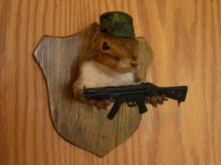 Белочки (16 фото)