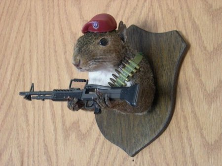 Белочки (16 фото)