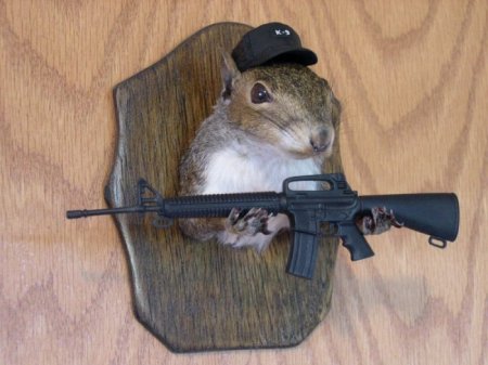 Белочки (16 фото)