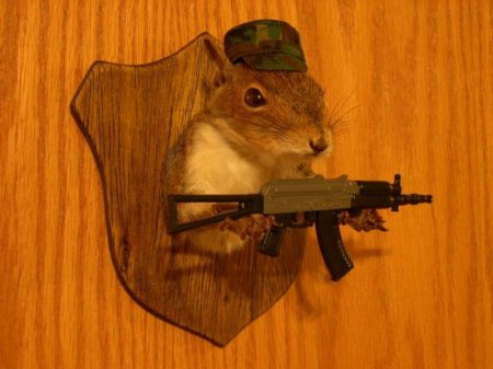 Белочки (16 фото)