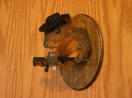 Белочки (16 фото)