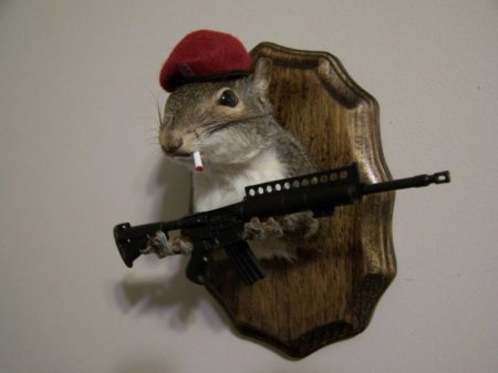 Белочки (16 фото)