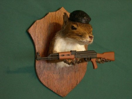 Белочки (16 фото)