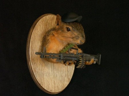 Белочки (16 фото)