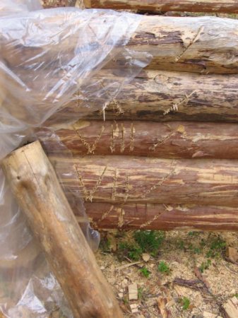 Как срубить дом (6 фото)