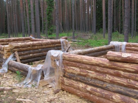 Как срубить дом (6 фото)