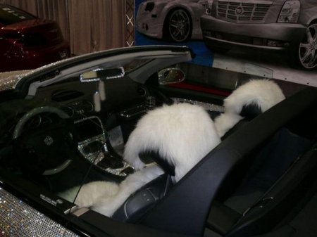 Машина на миллион (13 фото)