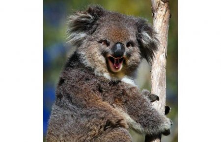 Смешные животные (12 фото)