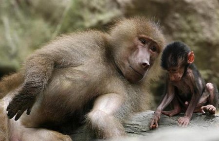 Смешные животные (12 фото)