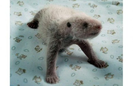 Смешные животные (12 фото)