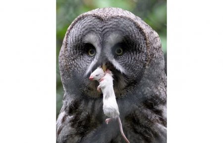 Смешные животные (12 фото)