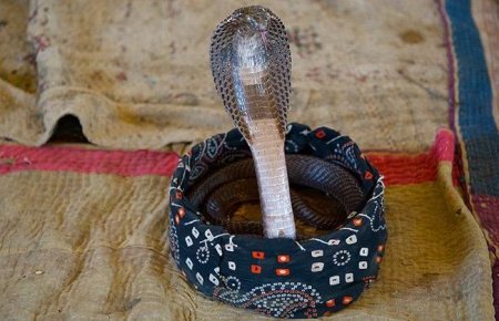 Маленькие заклинатели змей (15 фото)