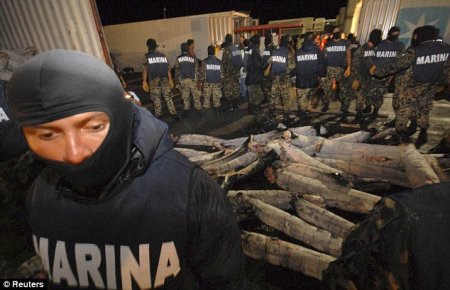 Кокаин в акулах (6 фото)