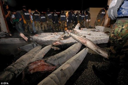 Кокаин в акулах (6 фото)