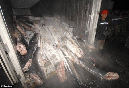 Кокаин в акулах (6 фото)