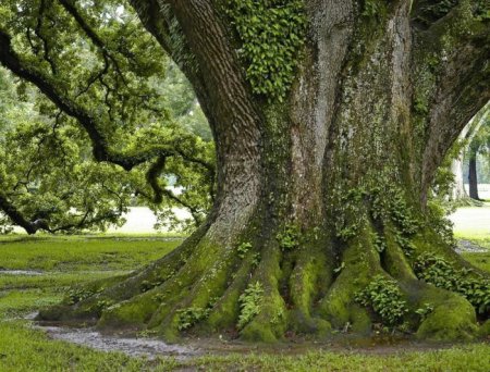 Деревья_ красивые и удивительные (33 фотографии)