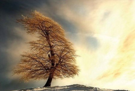 Деревья_ красивые и удивительные (33 фотографии)