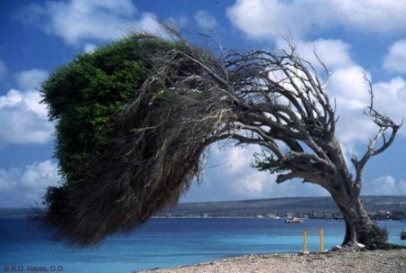 Деревья_ красивые и удивительные (33 фотографии)