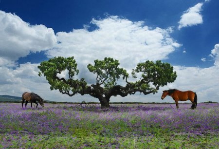 Деревья_ красивые и удивительные (33 фотографии)