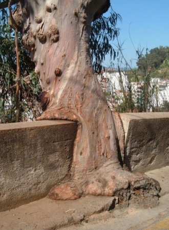 Деревья_ красивые и удивительные (33 фотографии)