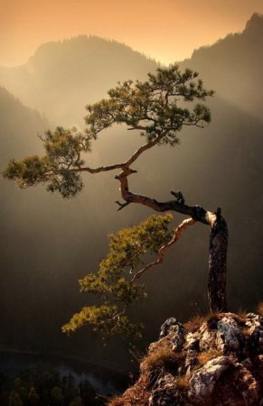 Деревья_ красивые и удивительные (33 фотографии)