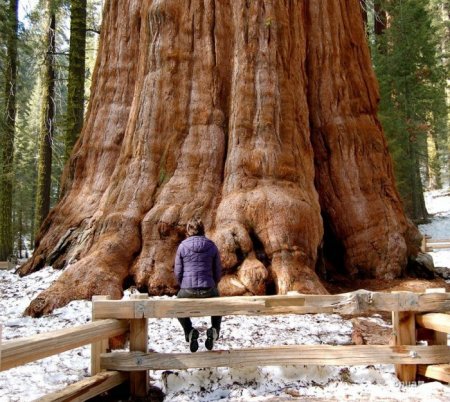 Деревья_ красивые и удивительные (33 фотографии)