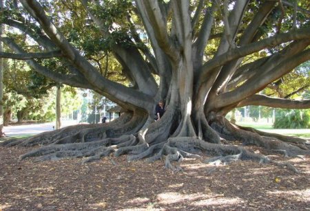 Деревья_ красивые и удивительные (33 фотографии)