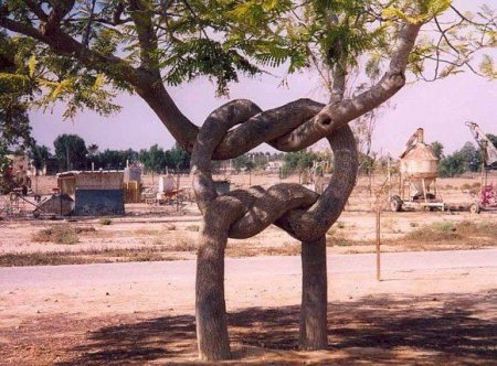 Деревья_ красивые и удивительные (33 фотографии)