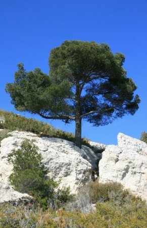 Деревья_ красивые и удивительные (33 фотографии)