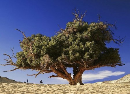 Деревья_ красивые и удивительные (33 фотографии)