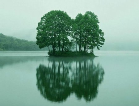 Деревья_ красивые и удивительные (33 фотографии)