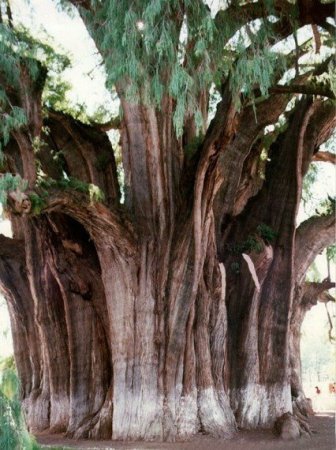 Деревья_ красивые и удивительные (33 фотографии)