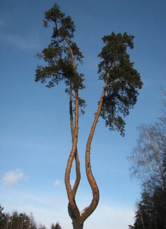 Деревья_ красивые и удивительные (33 фотографии)