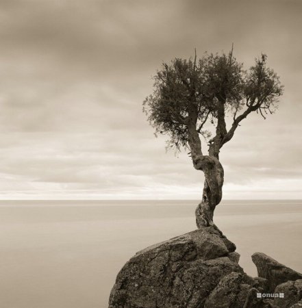 Деревья_ красивые и удивительные (33 фотографии)