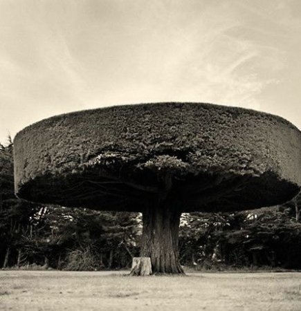 Деревья_ красивые и удивительные (33 фотографии)