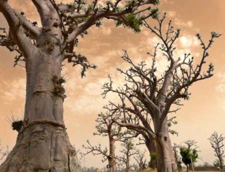 Деревья_ красивые и удивительные (33 фотографии)