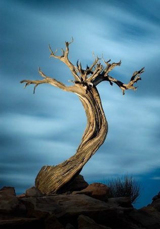 Деревья_ красивые и удивительные (33 фотографии)