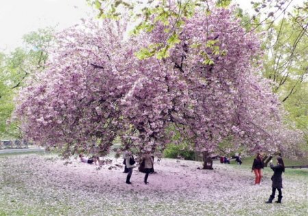 Деревья_ красивые и удивительные (33 фотографии)