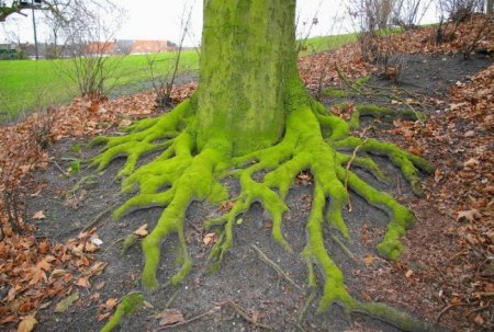 Деревья_ красивые и удивительные (33 фотографии)